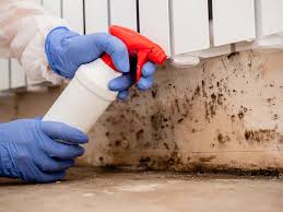 Best Mold Documentation for Insurance Claims  in Edneyville, NC